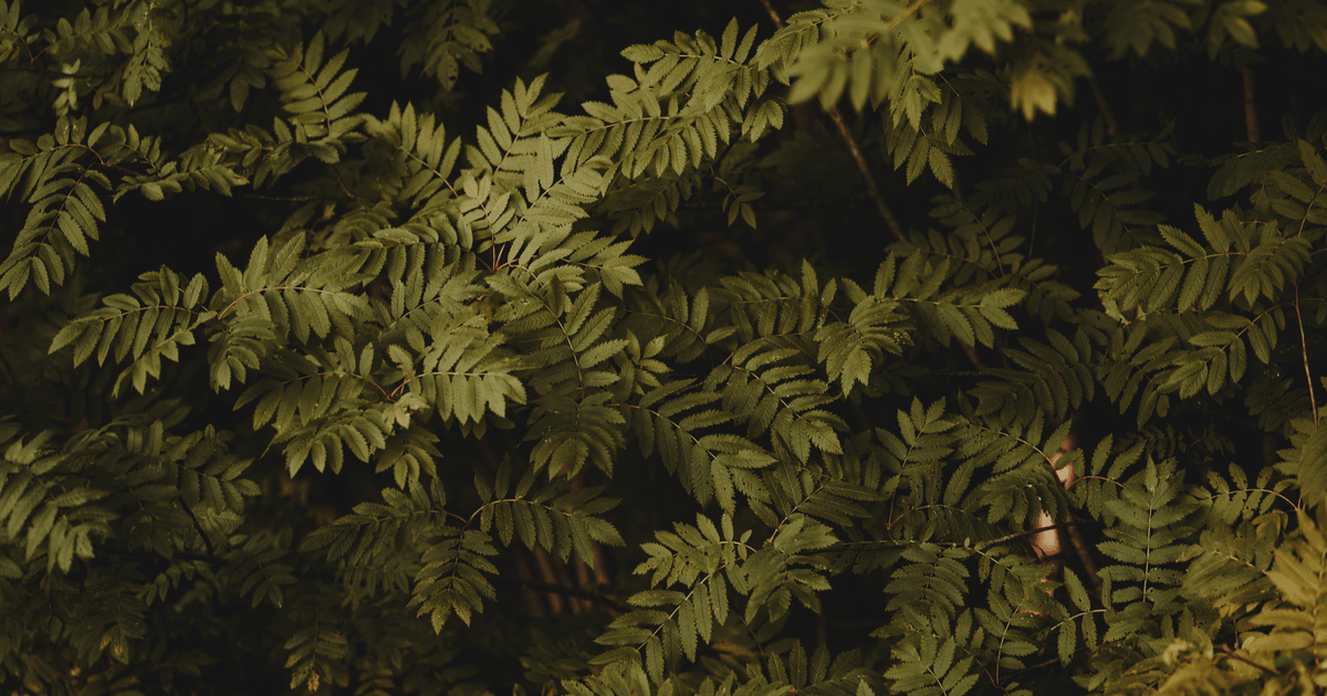 Rich green foliage featuring darkly toned mountain ash leaves, perfect for nature backgrounds.