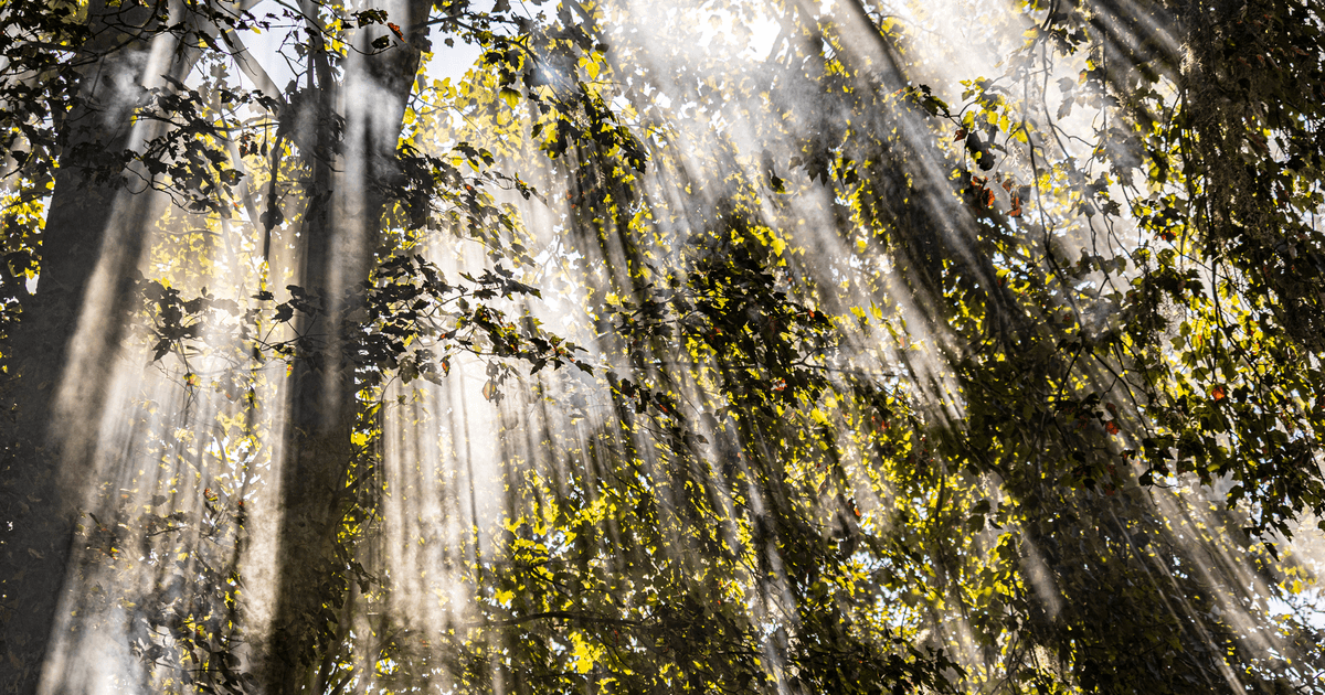 Serene forest scene with sunlight filtering through leafy canopy.