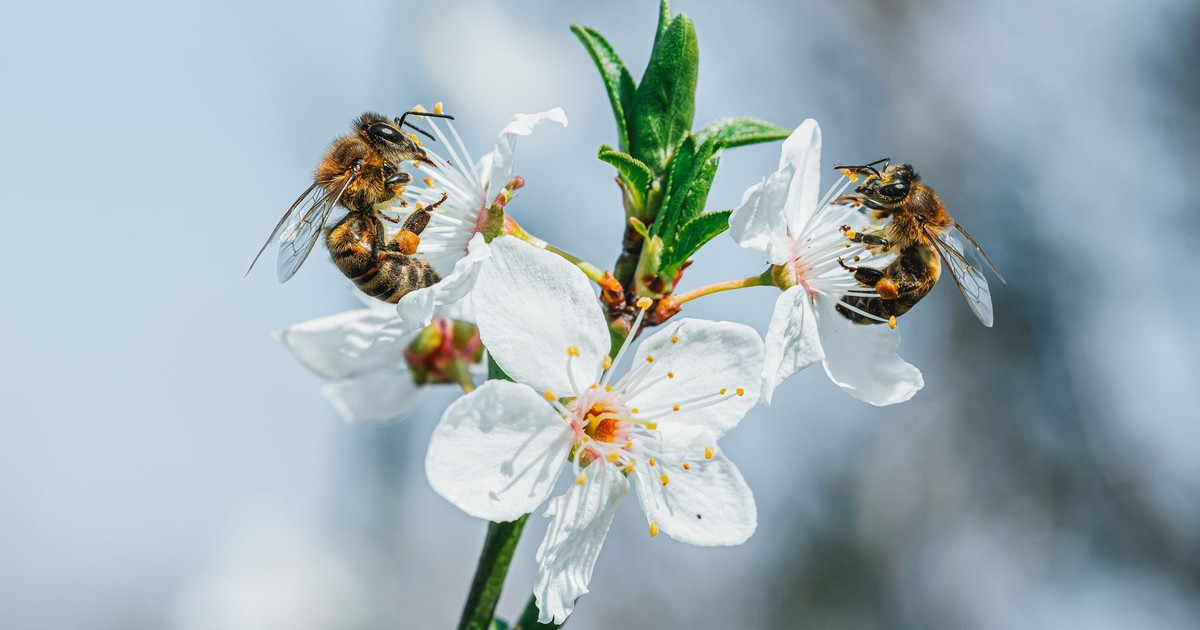 Close-up of two honey bees collecting nectar from white blossoms in spring.