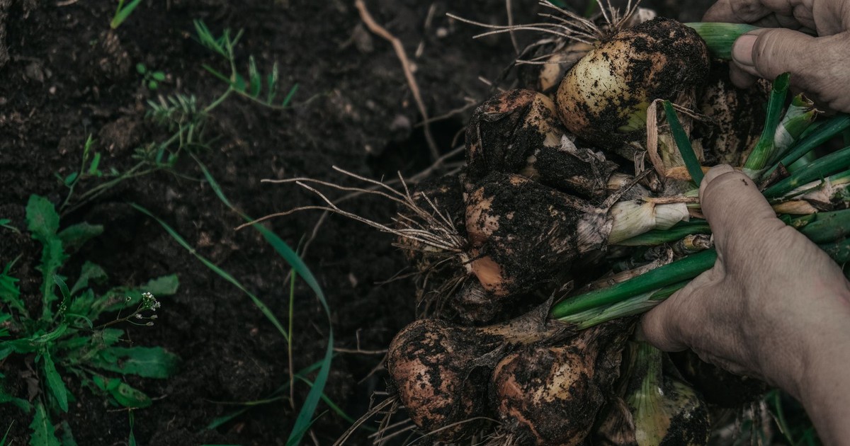 Close-up of hands pulling freshly harvested onions from rich soil, showcasing farming and agriculture.