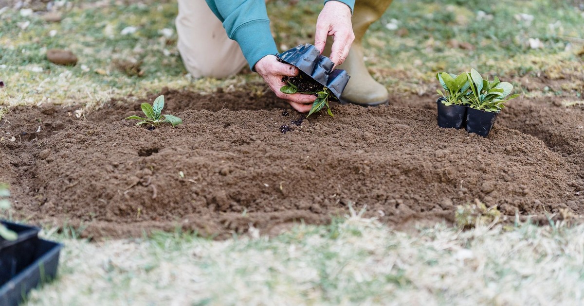 Crop anonymous gardener in casual clothes with sprouts working on plantation in daytime