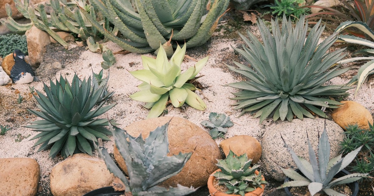 A vibrant succulent garden featuring various species amidst rocks and sand.