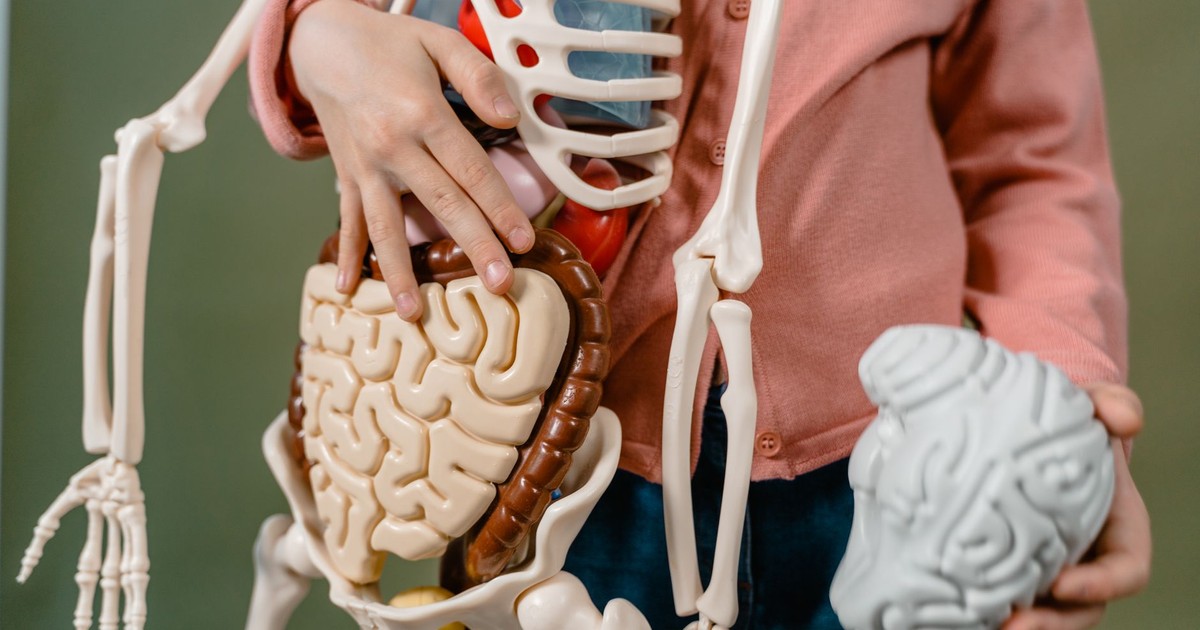 A child interacts with a detailed anatomical skeleton model, showcasing the brain and digestive system.