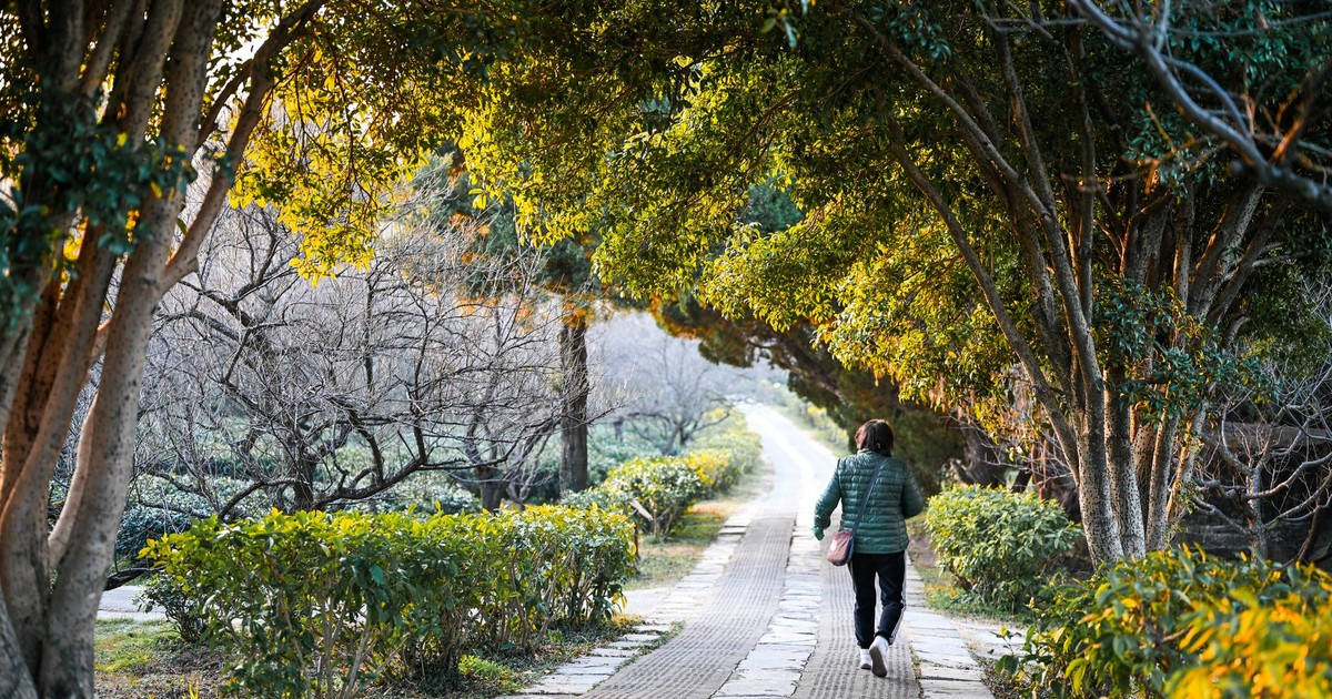 A warm, peaceful path in a Nanjing park with a person walking under lush green and sunlit trees.