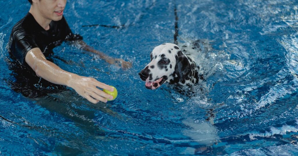 Man training Dalmatian dog in a swimming pool with a ball, emphasizing companionship and exercise.