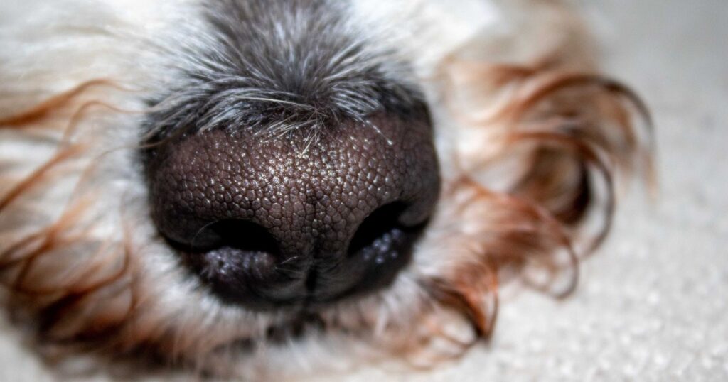 Her Dog’s Nose Detected Lung Cancer Before Any Doctor Did - Featured image