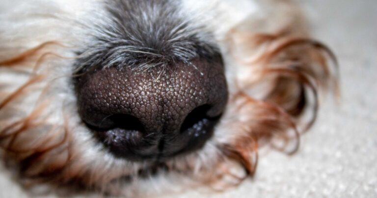 Her Dog’s Nose Detected Lung Cancer Before Any Doctor Did - Featured image