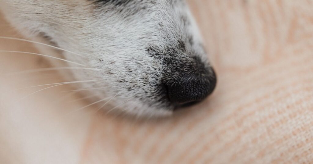 Detailed close-up of a dog's nose resting on a soft, textured fabric, showcasing pet's fur.