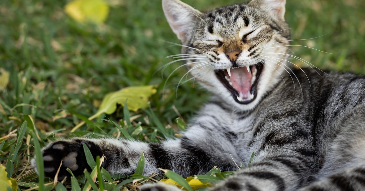 Charming close-up of a tabby cat yawning while lounging on green grass.