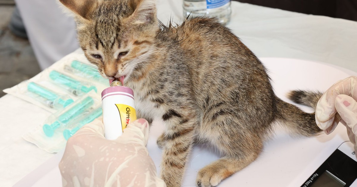A young gray tabby kitten being fed by a veterinarian, showcasing compassionate animal care.