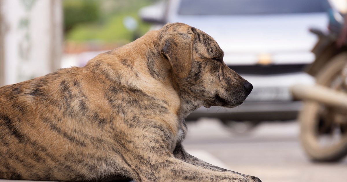A brindle street dog resting peacefully on an urban sidewalk.