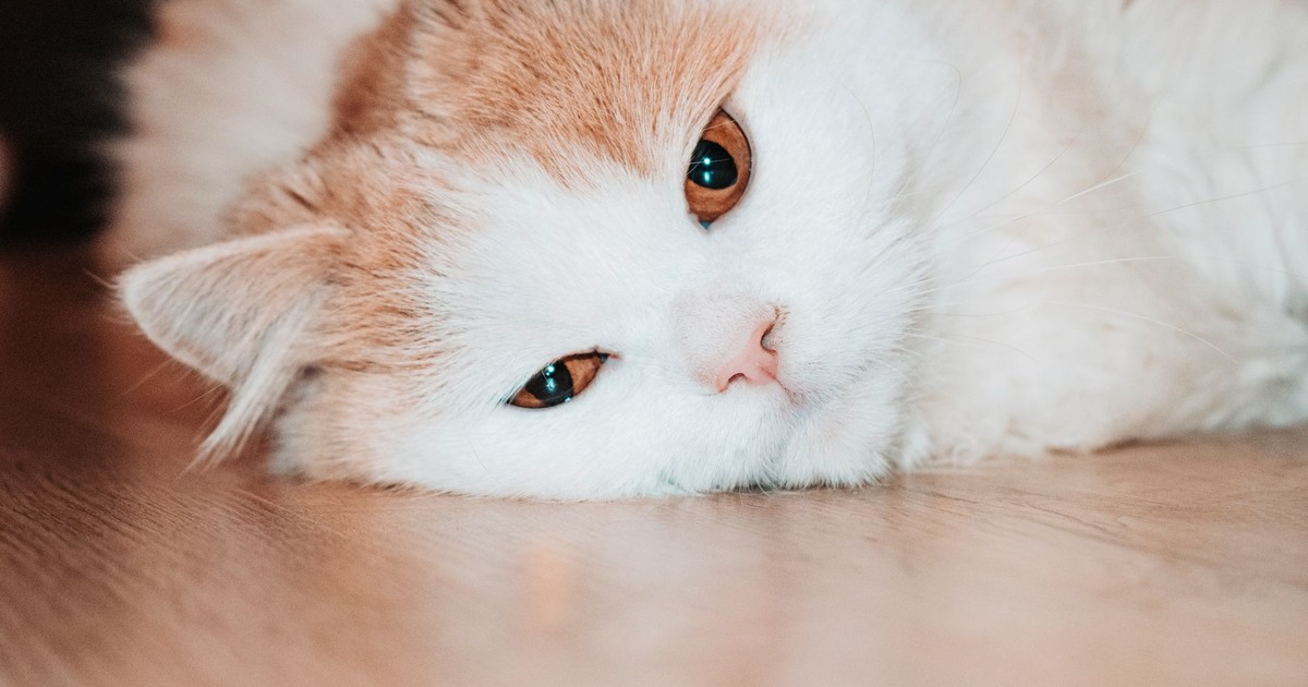 Close-up of a fluffy domestic cat lying down on a wooden floor, looking relaxed and comfortable.