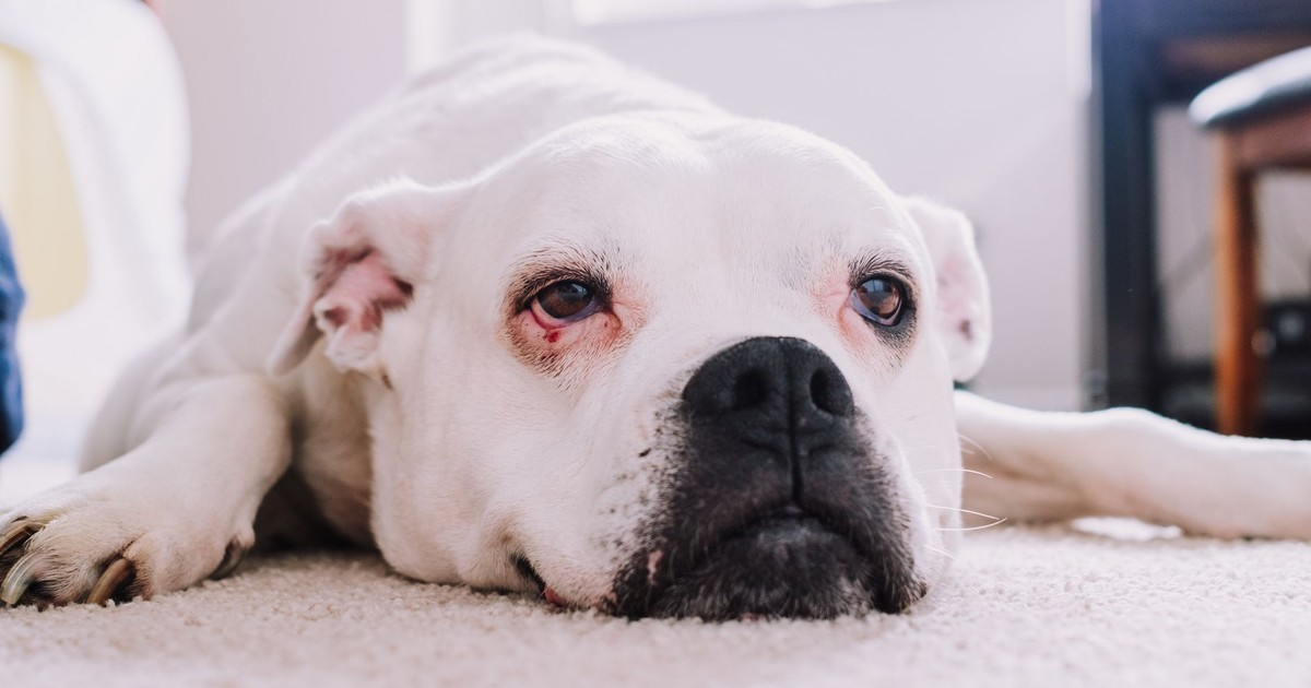 A white Boxer dog lies comfortably on a carpet, exuding a calm and relaxed demeanor.