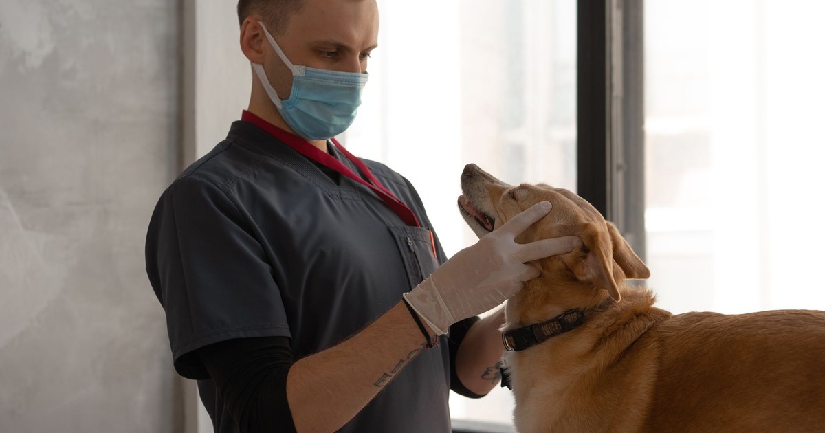 A veterinarian wearing a mask examines a dog indoors, focusing on patient care.