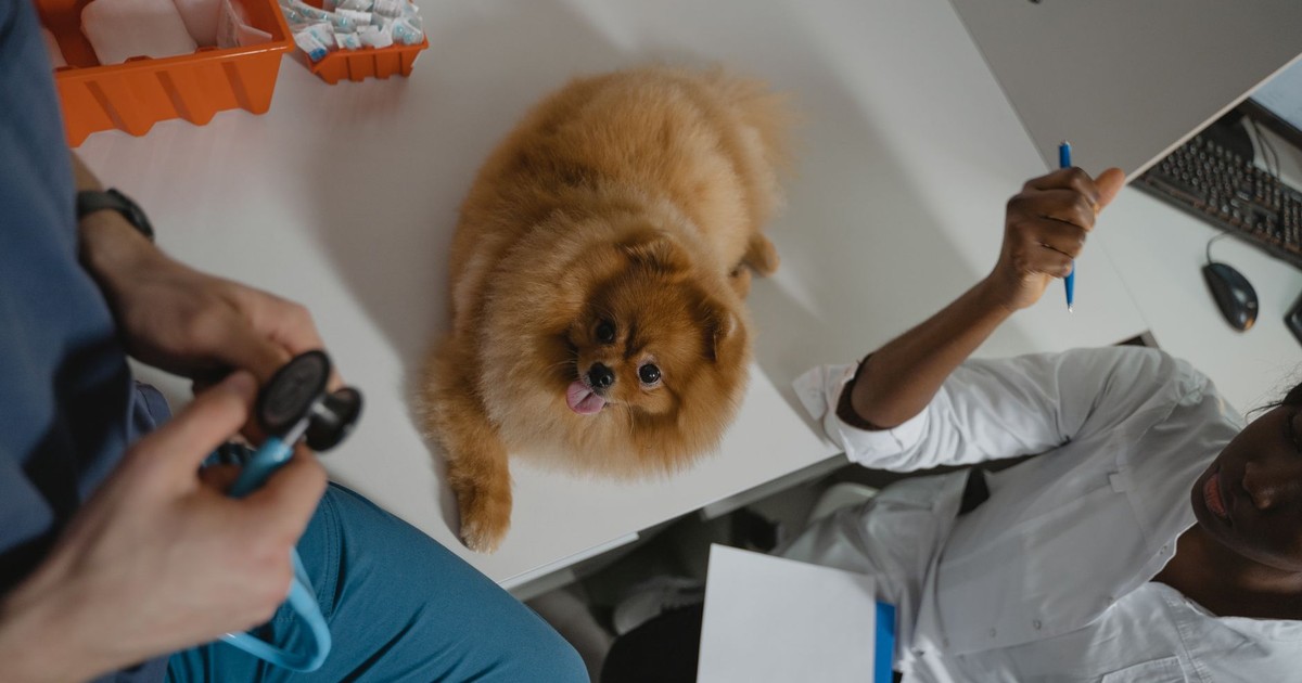 A fluffy Pomeranian dog receiving a medical checkup at a veterinary clinic, attended by professionals.