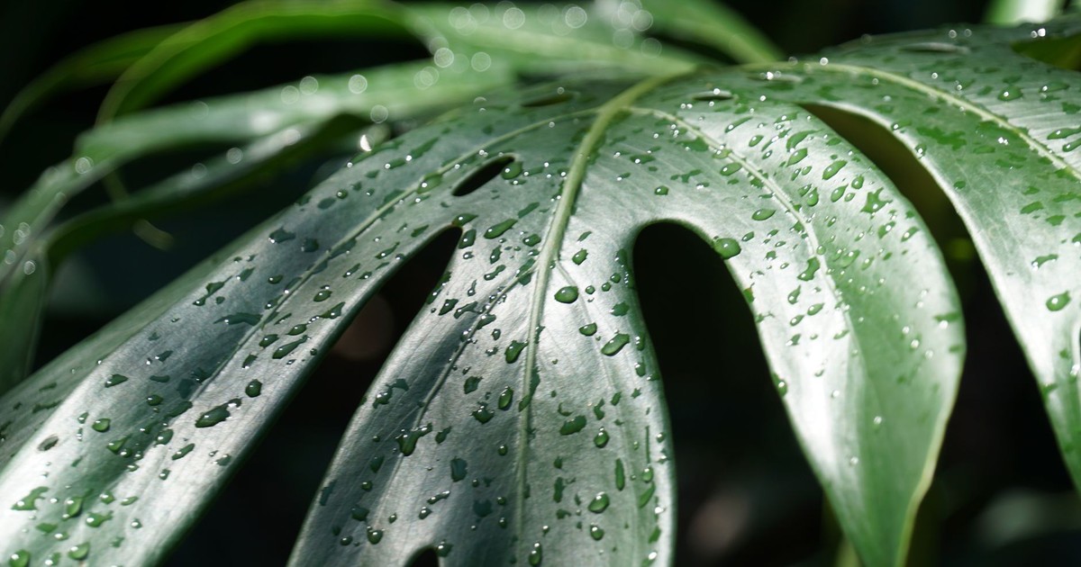 How Often Should You Actually Water Your Monstera Plant?