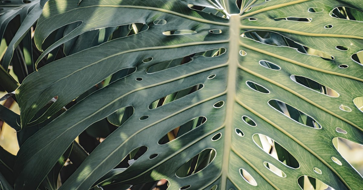 A detailed view of a Monstera leaf showcasing its texture and natural holes.