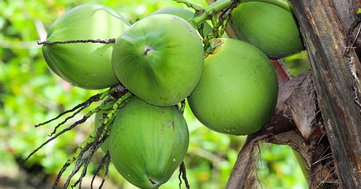 coconut tree