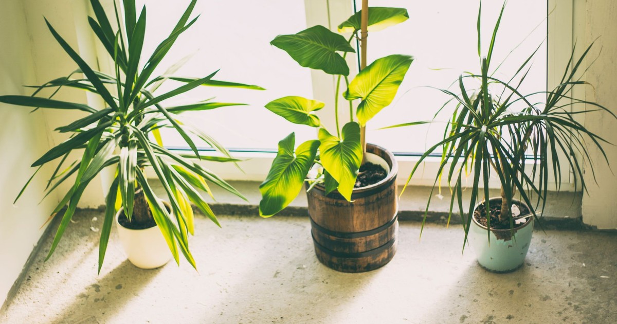 Three potted indoor plants basking in soft sunlight by a window, adding greenery and freshness.