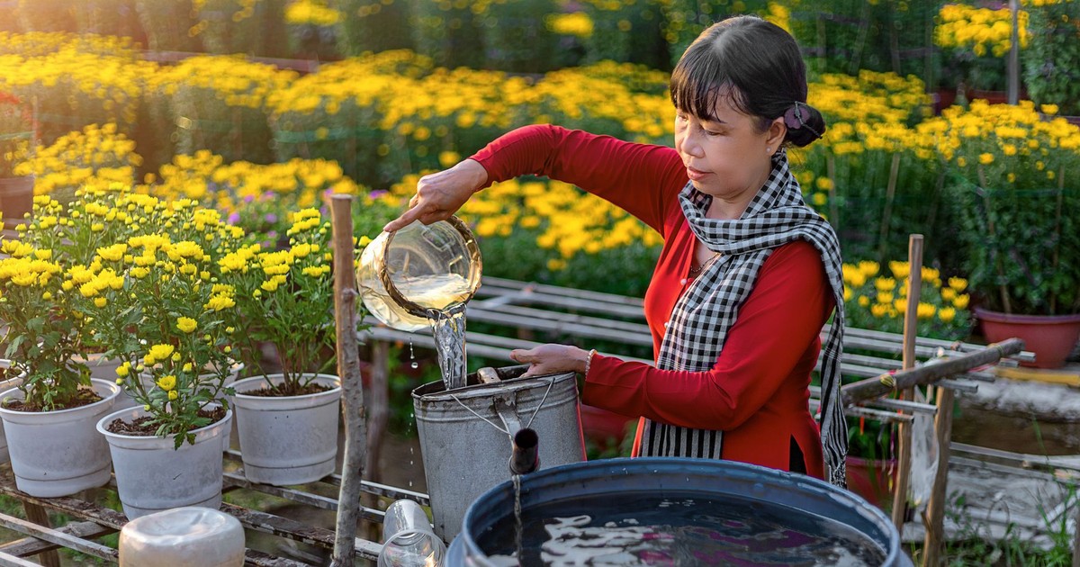 A Vietnamese woman tending to chrysanthemums in An Giang, capturing the essence of local horticulture.