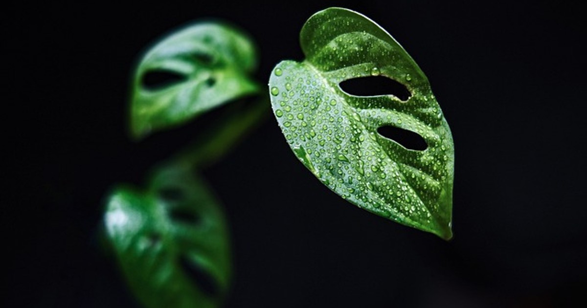 leaves