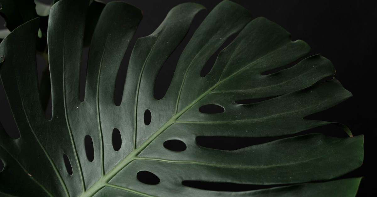 Closeup of monstera green leaf with veins and holes on tropical plant near black wall