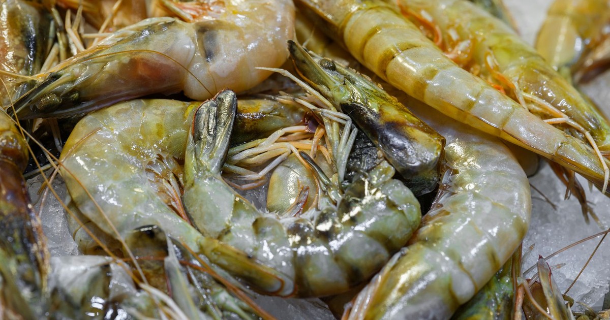 Closeup of fresh raw shrimp displayed on ice, ideal for healthy seafood dishes.