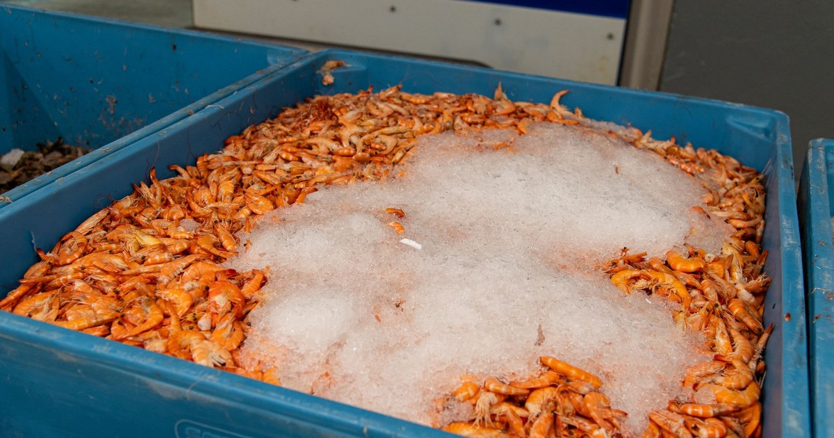 Large batch of fresh shrimp covered with ice in a blue crate, ready for distribution.