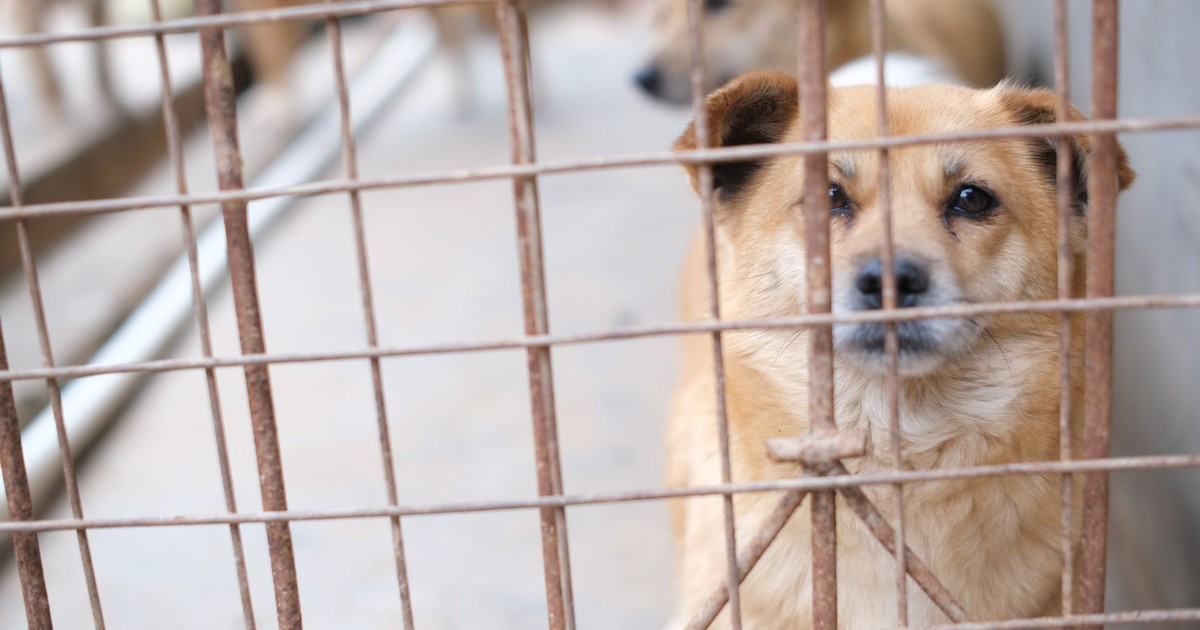 A soulful brown dog peering through a metal cage, capturing a moment of animal life in shelter.
