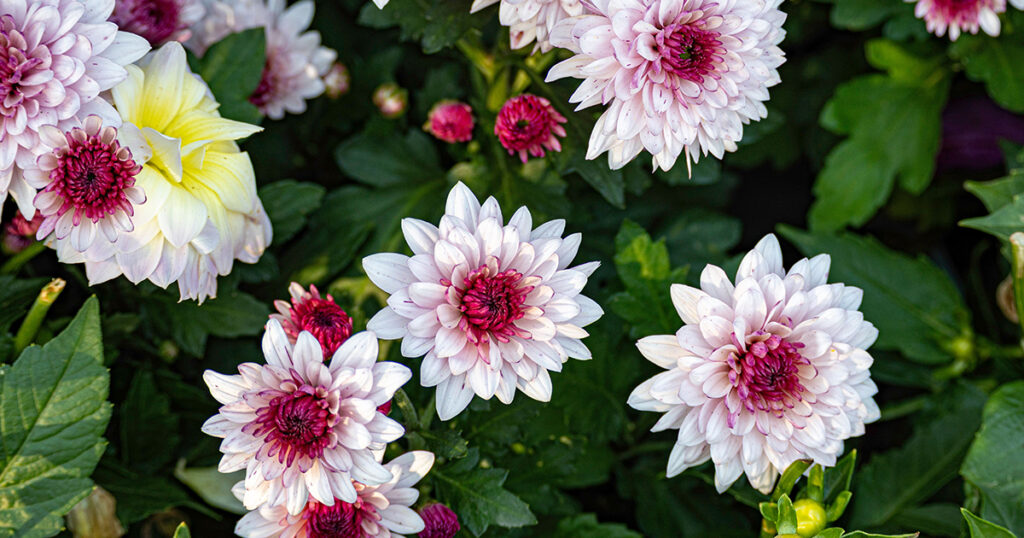 mums flowers