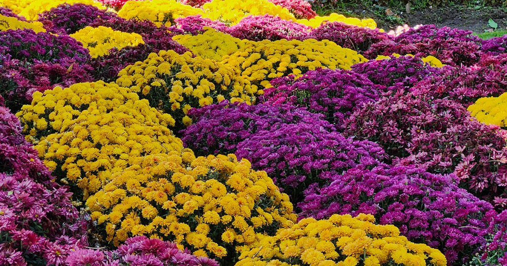 fall flowers
