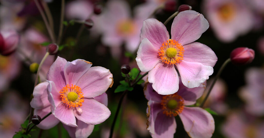 Japanese anemone