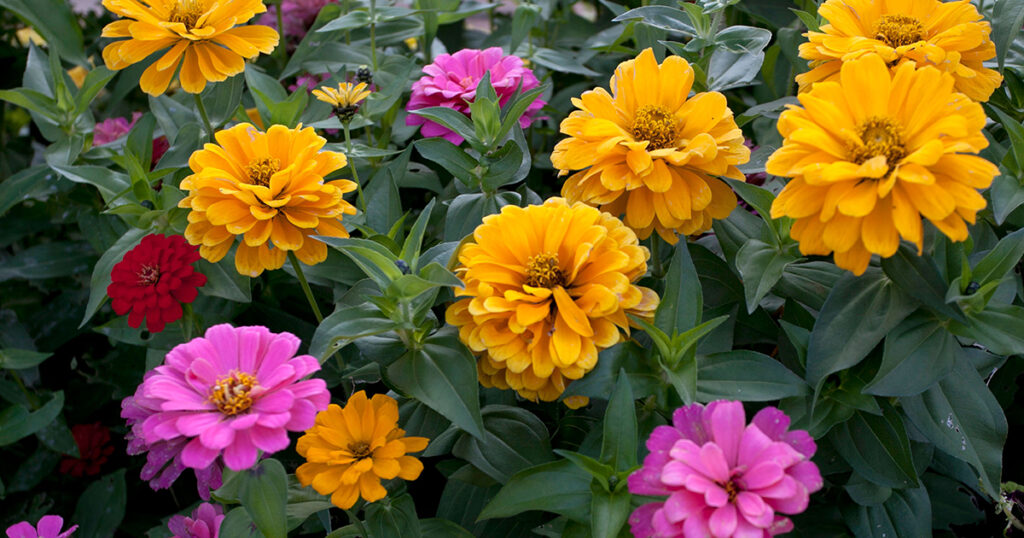 Zinnias