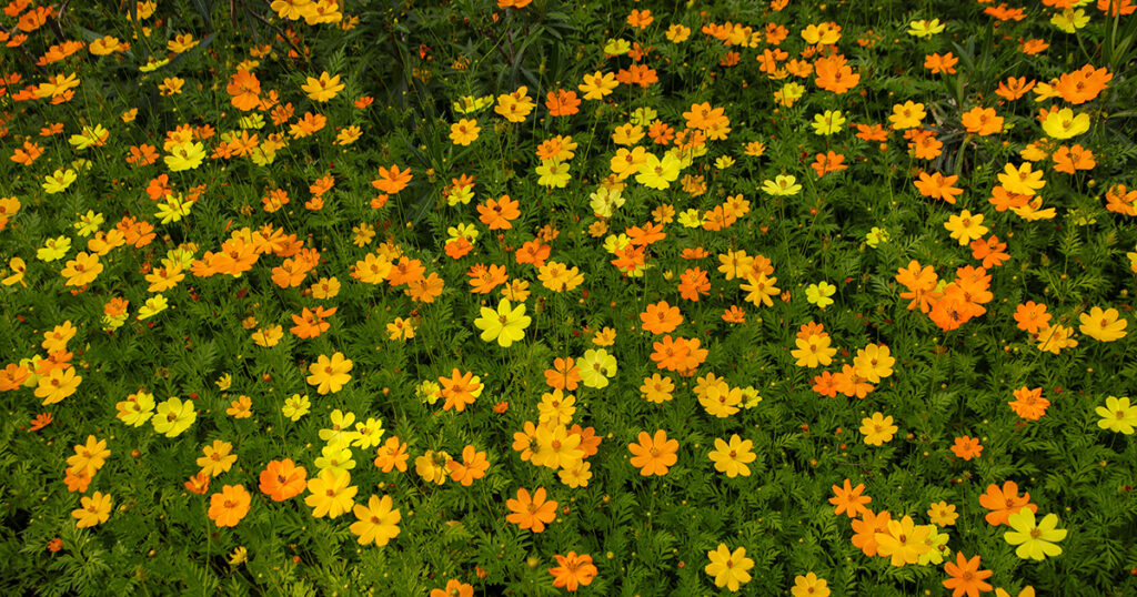 cosmos
