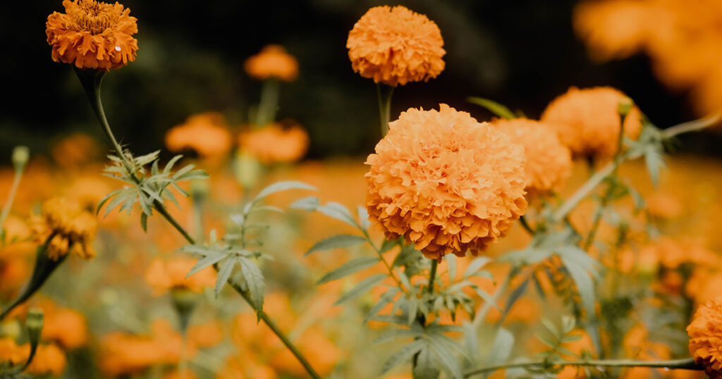 Marigolds