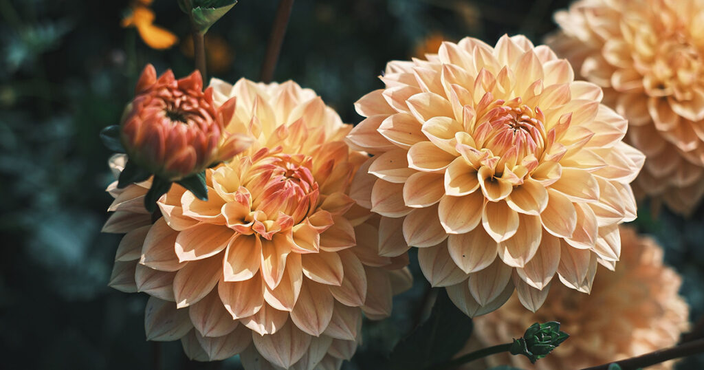 Dahlias