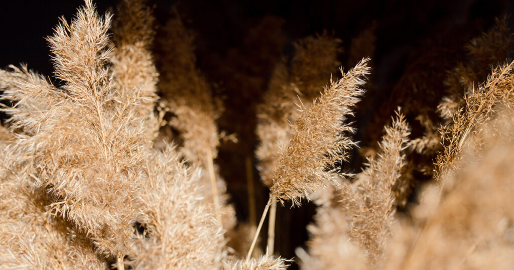 ornamental grass