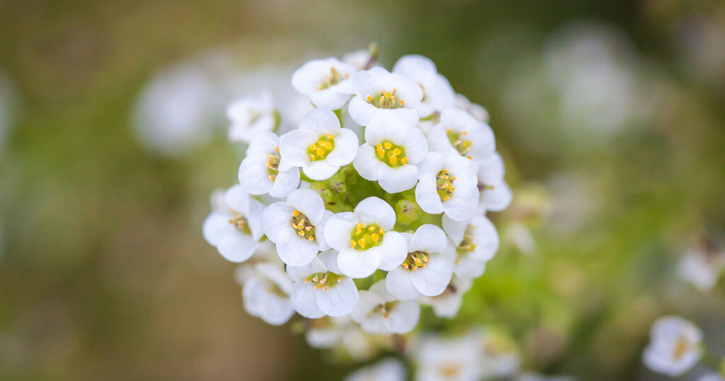 Lobularia