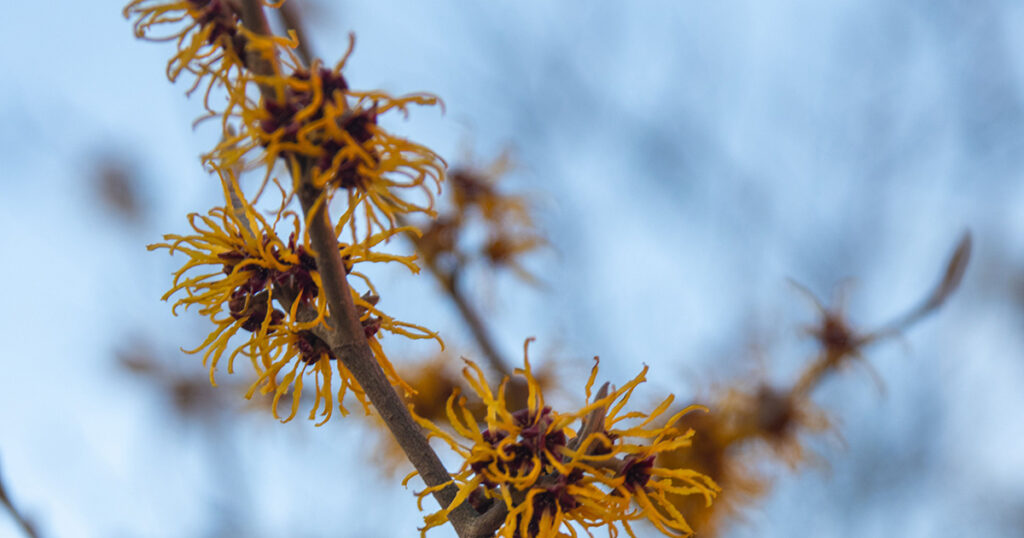 Witch Hazel