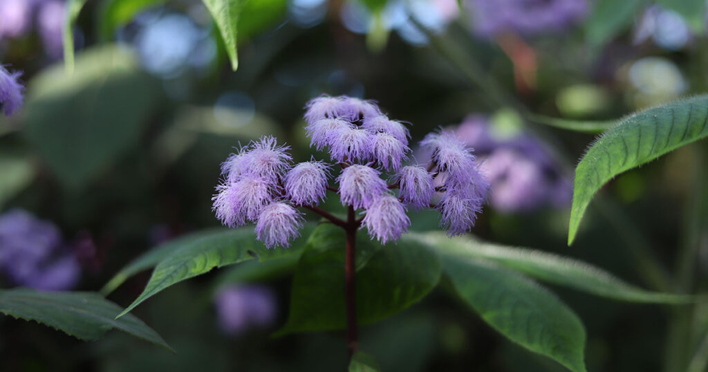 Caryopteris