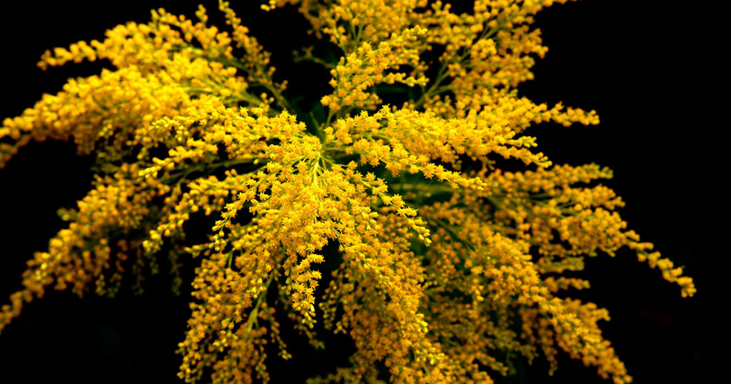 goldenrod