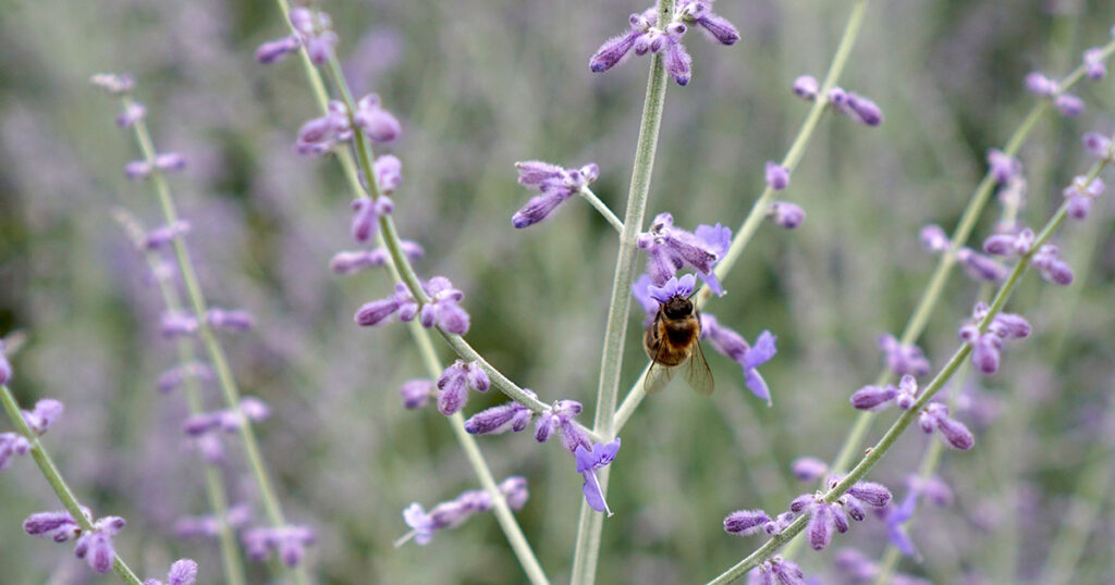 Russian Sage