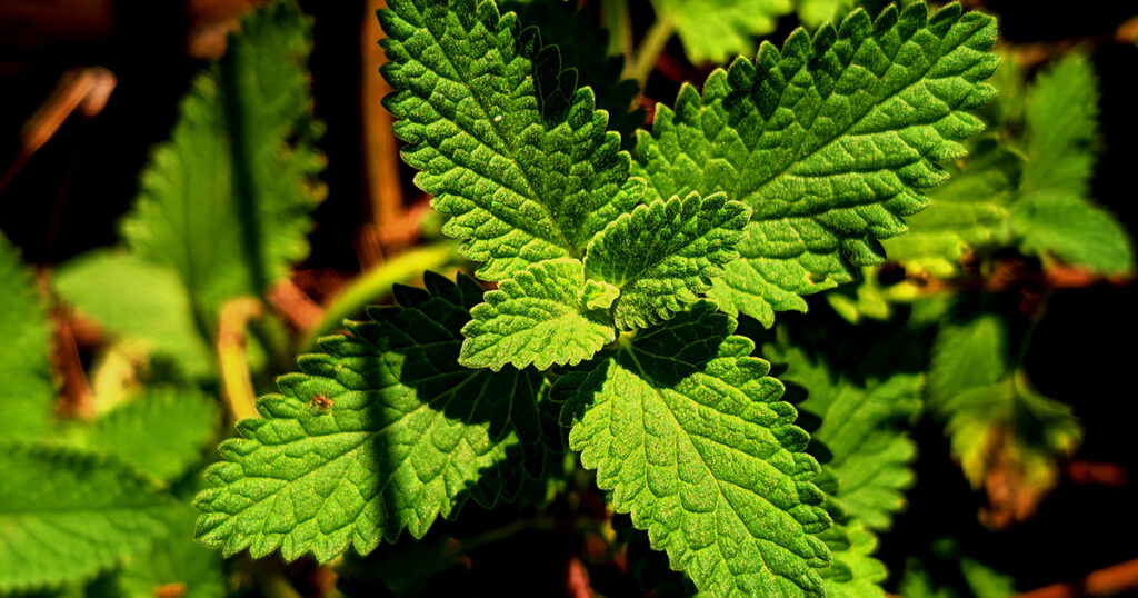 Catmint