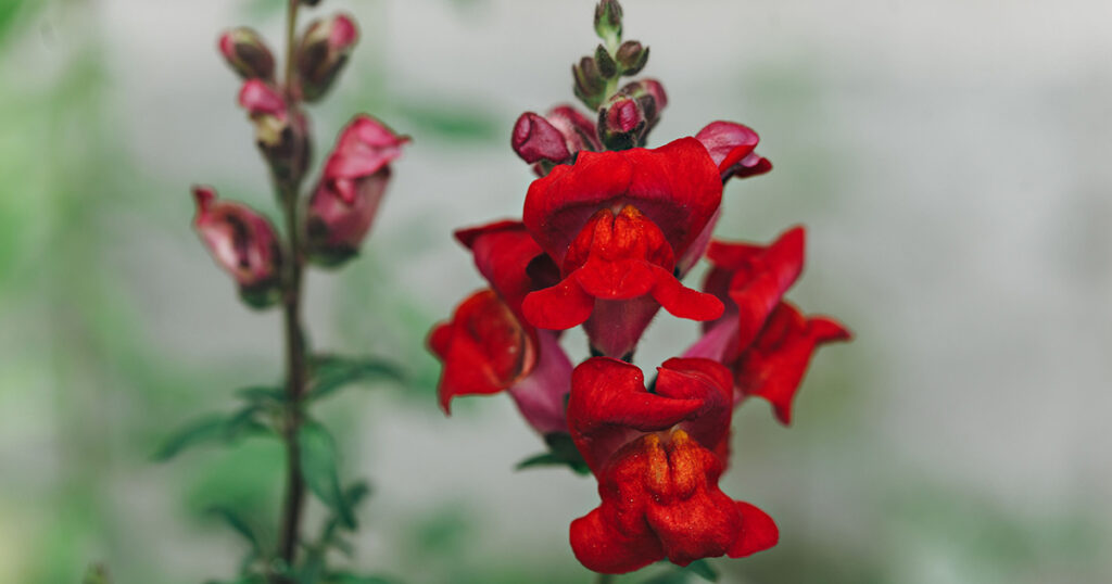 Snapdragons