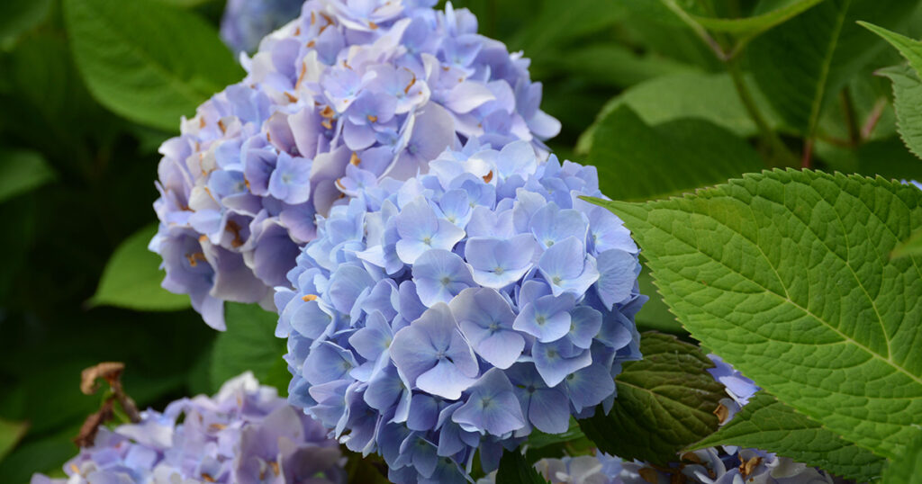 Hydrangea
