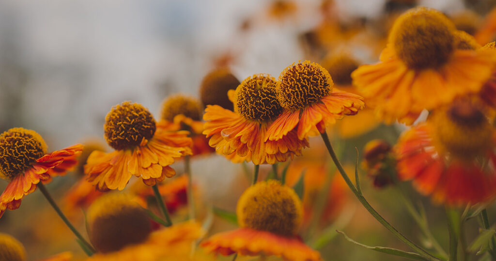 Helenium
