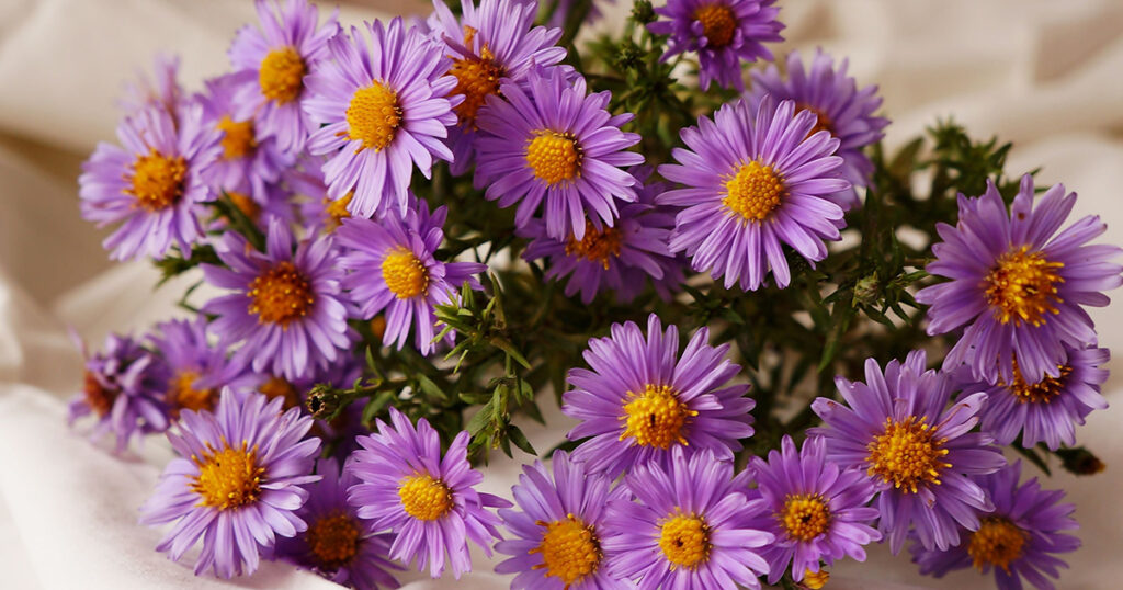 asters flowers