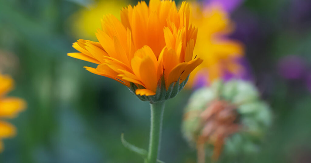 Calendula
