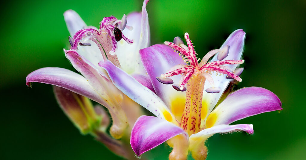Toad Lily