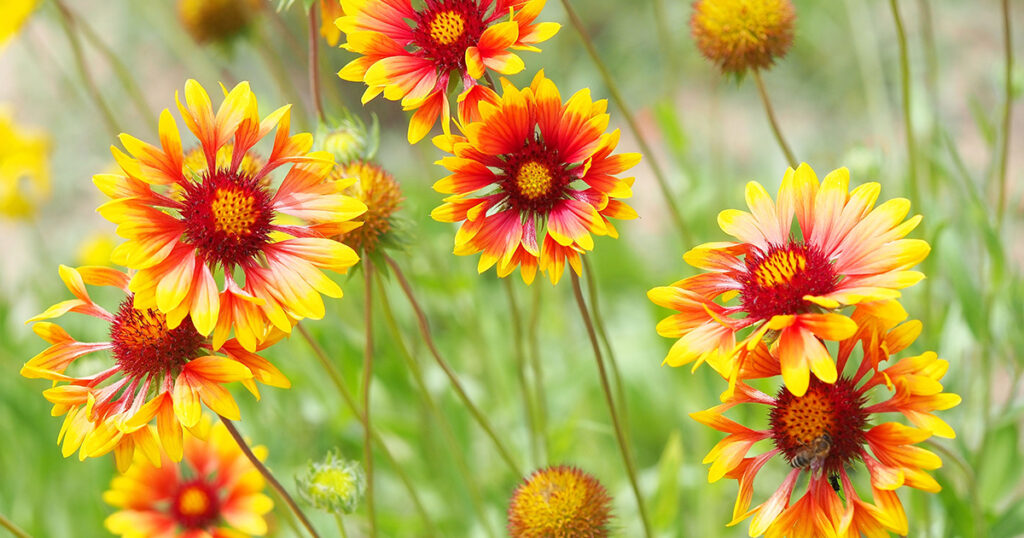 blanket flower